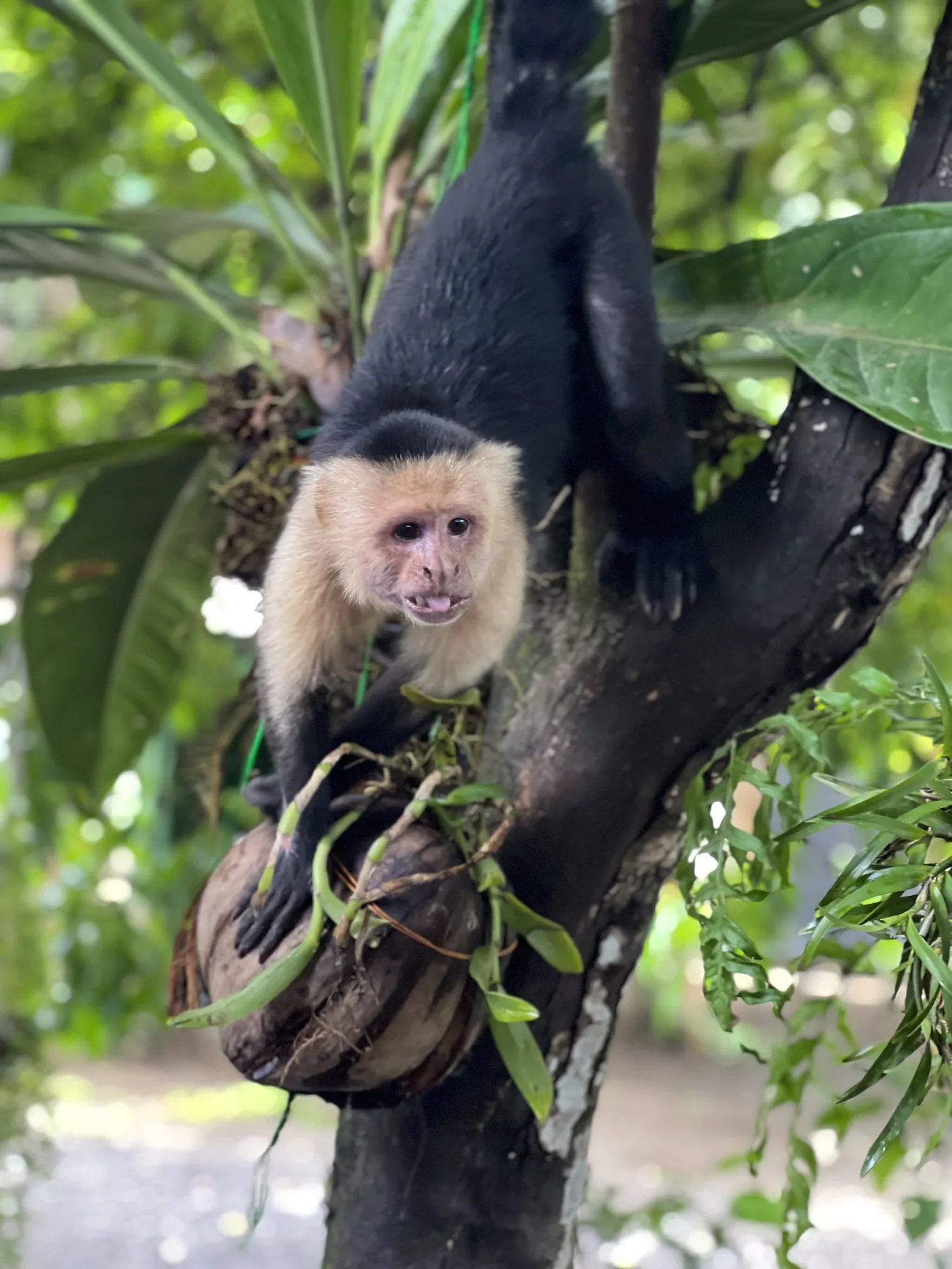Tropical grounds and nature at Sea Señorita Villa, Playa Zancudo Costa Rica